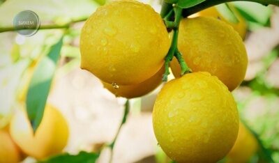 Спелый желтый сладкий лимон 50мл